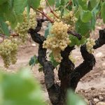 ley-del-vino ley del vino